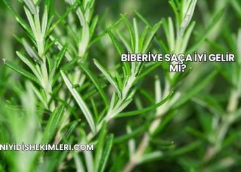 Biberiye Saça İyi Gelir mi?