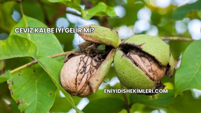 Ceviz Kalbe İyi Gelir mi?