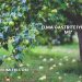 Elma Gastrite İyi Gelir mi?