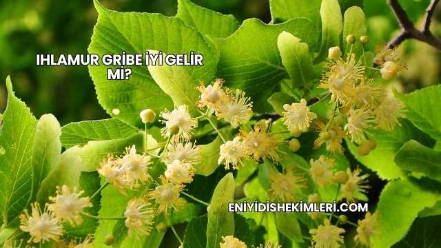 Ihlamur Gribe İyi Gelir mi?