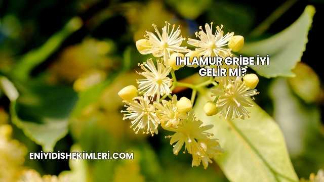 Ihlamur Gribe İyi Gelir mi?