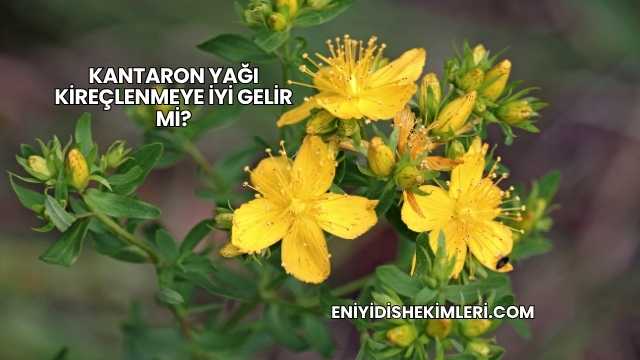 Kantaron Yağı Kireçlenmeye İyi Gelir mi?