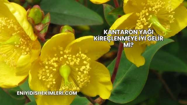 Kantaron Yağı Kireçlenmeye İyi Gelir mi?