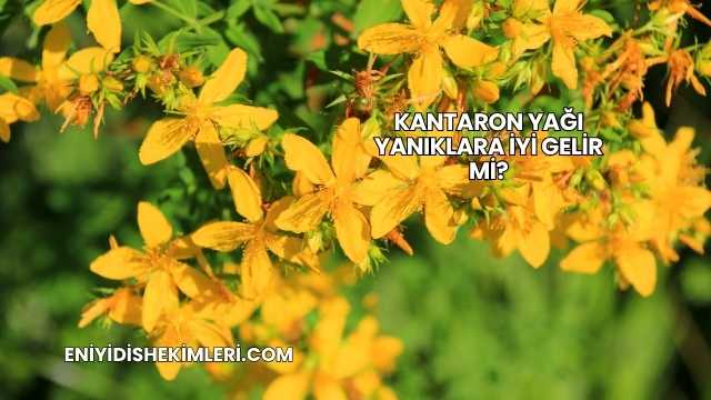 Kantaron Yağı Yanıklara İyi Gelir mi?