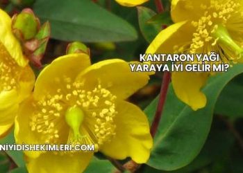 Kantaron Yağı Yaraya İyi Gelir mi?