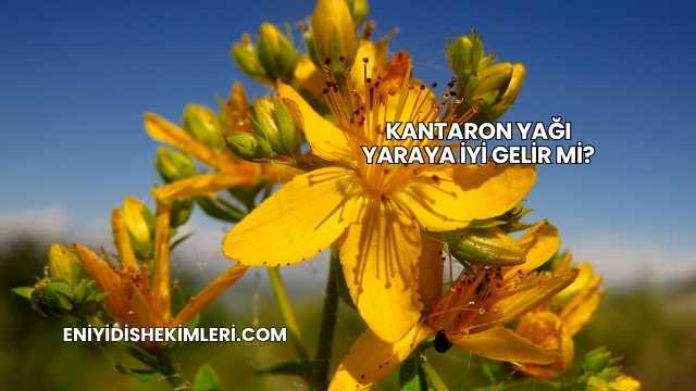 Kantaron Yağı Yaraya İyi Gelir mi?