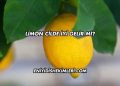Limon Cilde İyi Gelir mi?