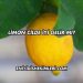Limon Cilde İyi Gelir mi?