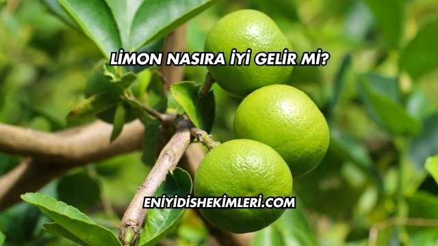 Limon Nasıra İyi Gelir mi?