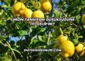 Limon Tansiyon Düşüklüğüne İyi Gelir mi?
