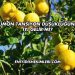Limon Tansiyon Düşüklüğüne İyi Gelir mi?
