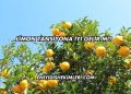 Limon Tansiyona İyi Gelir mi?
