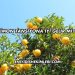 Limon Tansiyona İyi Gelir mi?
