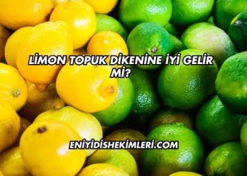 Limon Topuk Dikenine İyi Gelir mi?