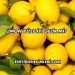 Limon Yüze İyi Gelir mi?