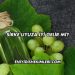 Sirke Uyuza İyi Gelir mi?