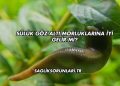Sülük Göz Altı Morluklarına İyi Gelir mi?