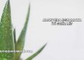 Aloe Vera Egzamaya İyi Gelir mi?
