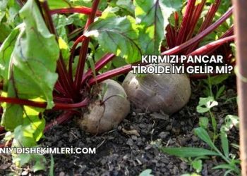 Kırmızı Pancar Tiroide İyi Gelir mi?