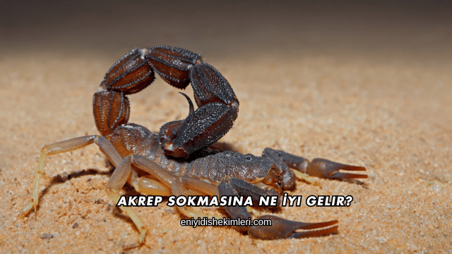 Akrep Sokmasına Ne İyi Gelir?