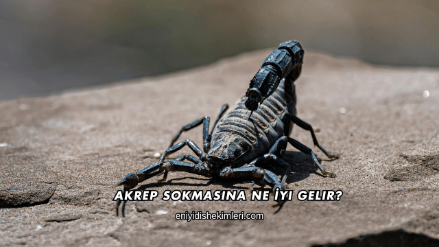 Akrep Sokmasına Ne İyi Gelir?