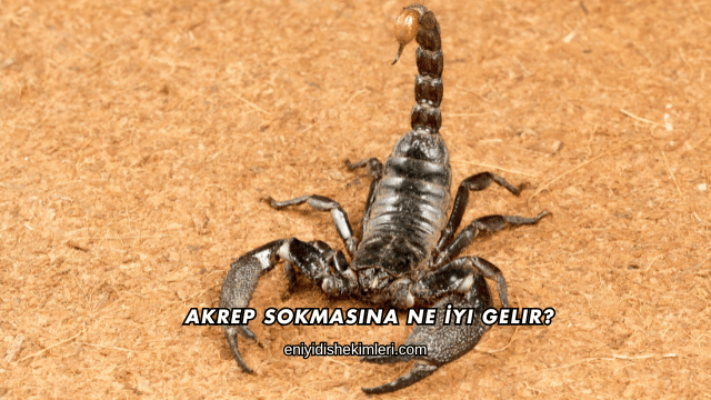 Akrep Sokmasına Ne İyi Gelir?