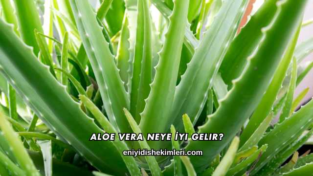 Aloe Vera Neye İyi Gelir?