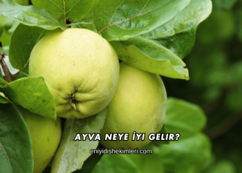 Ayva Neye İyi Gelir?