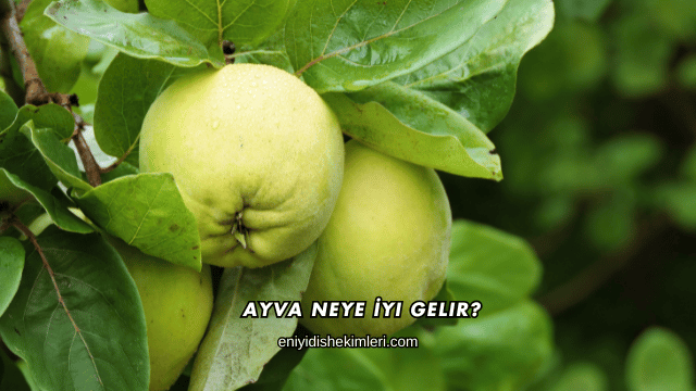 Ayva Neye İyi Gelir?