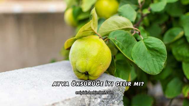 Ayva Öksürüğe İyi Gelir mi?