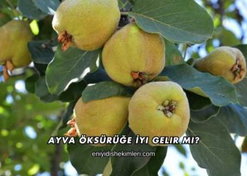 Ayva Öksürüğe İyi Gelir mi?