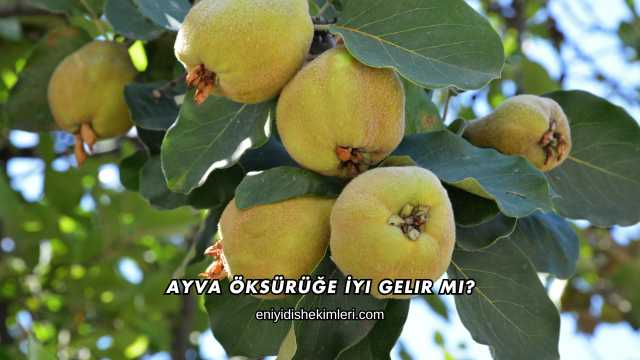 Ayva Öksürüğe İyi Gelir mi?