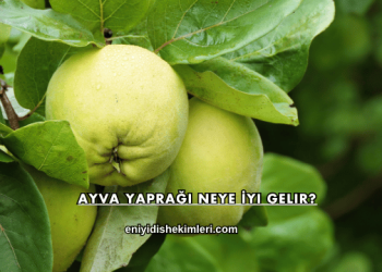 Ayva Yaprağı Neye İyi Gelir?