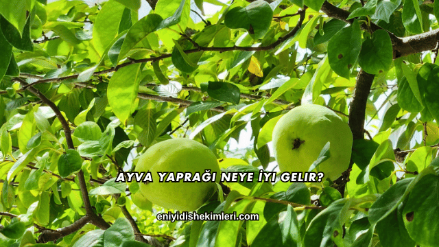 Ayva Yaprağı Neye İyi Gelir?
