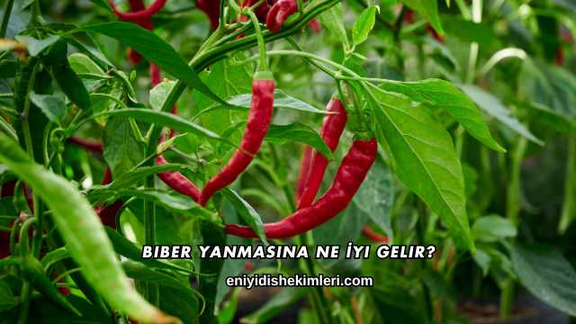 Biber Yanmasına Ne İyi Gelir?