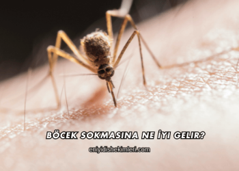 Böcek Sokmasına Ne İyi Gelir?