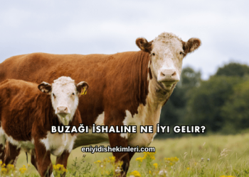 Buzağı İshaline Ne İyi Gelir?