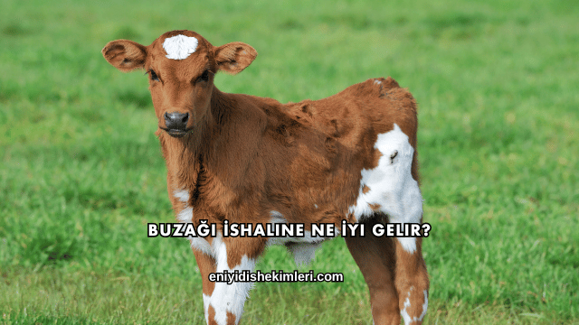 Buzağı İshaline Ne İyi Gelir?