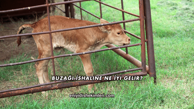 Buzağı İshaline Ne İyi Gelir?