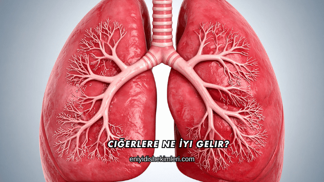 Ciğerlere Ne İyi Gelir?