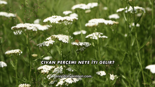 Civan Perçemi Neye İyi Gelir?