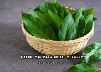 Defne Yaprağı Neye İyi Gelir?