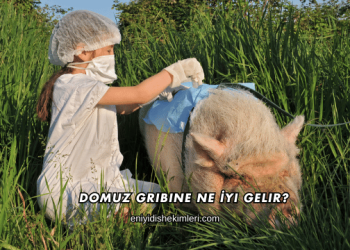 Domuz Gribine Ne İyi Gelir?