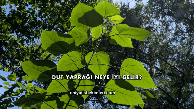 Dut Yaprağı Neye İyi Gelir?