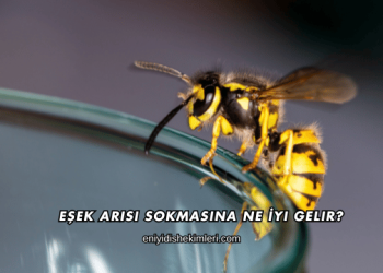 Eşek Arısı Sokmasına Ne İyi Gelir?