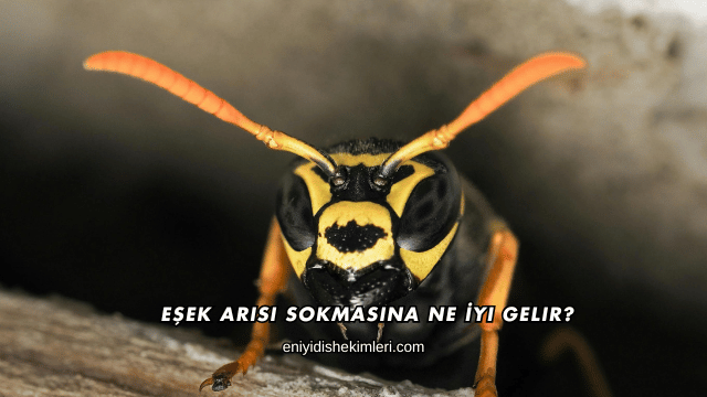 Eşek Arısı Sokmasına Ne İyi Gelir?