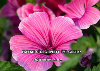 Hatmi Çiçeği Neye İyi Gelir?