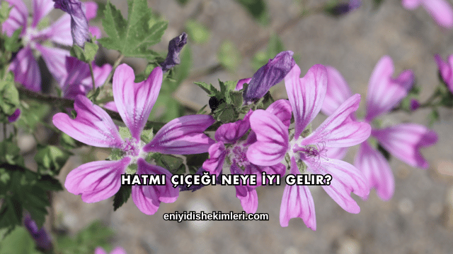Hatmi Çiçeği Neye İyi Gelir?