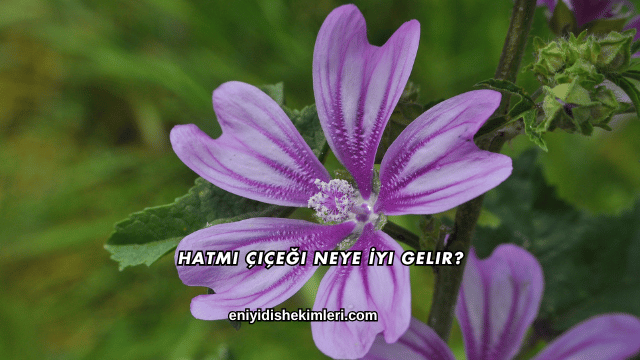Hatmi Çiçeği Neye İyi Gelir?