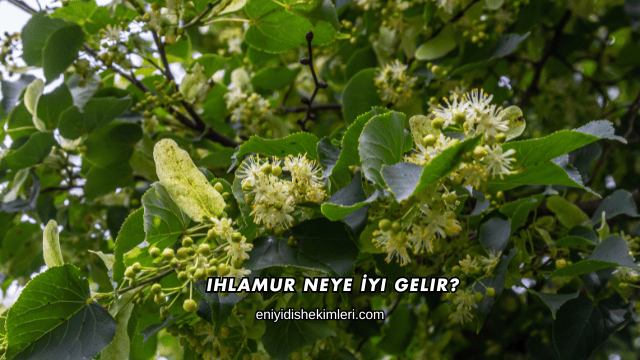 Ihlamur Neye İyi Gelir?